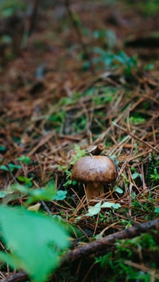 A mushroom is growing amidst a forest floor covered with pine needles and patches of green moss. The environment is dense with organic debris, providing a natural and earthy setting typical of a woodland area.