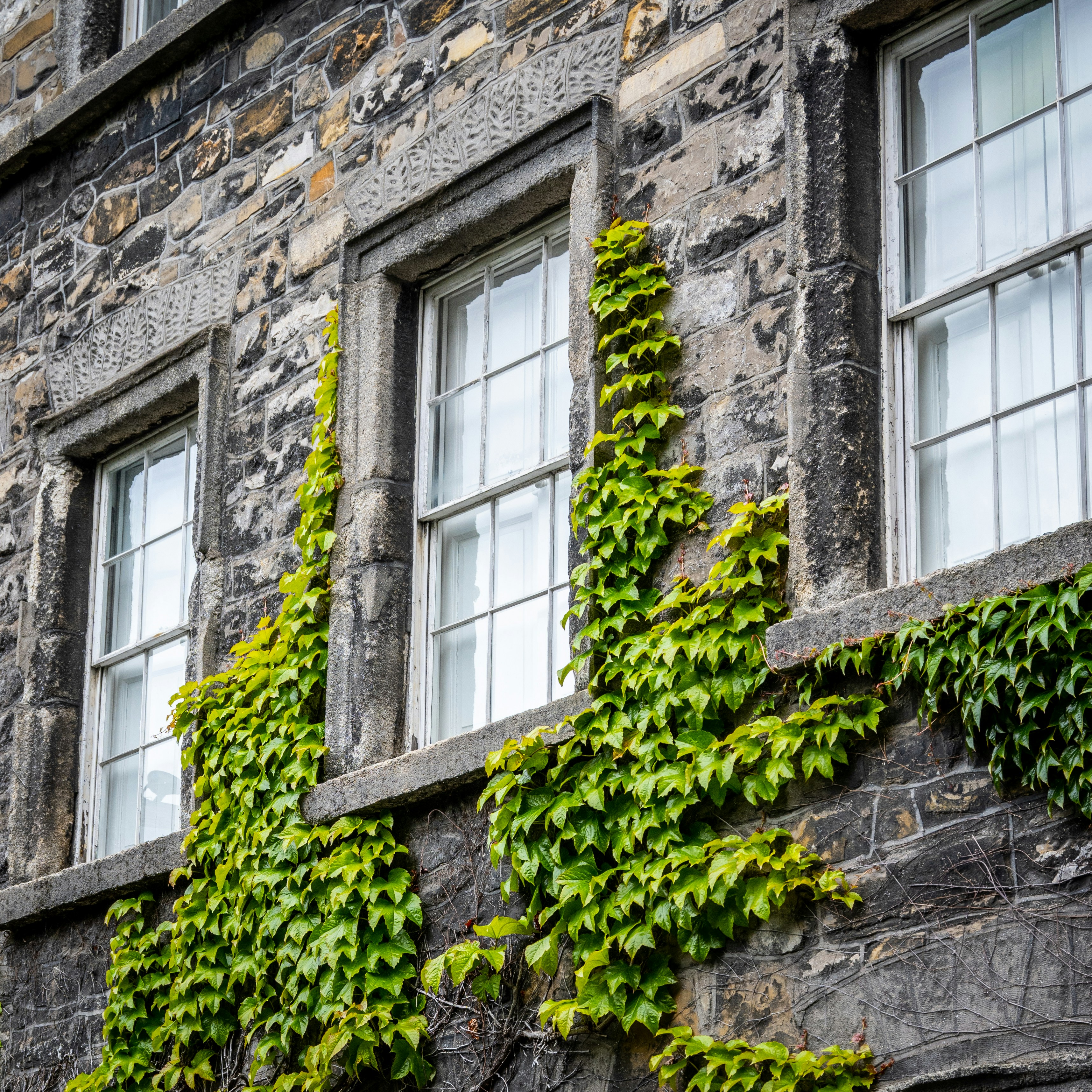kletterwein,mauerwein,kletterhortensie,jungfernrebe
