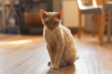 A curious cat with light-colored, curly fur sits on a wooden floor. Its large ears are perked up, and it has a focused, intense gaze. Sunlight streams through the window, casting warm highlights on the floor. The background is softly blurred, with hints of furniture indicating an indoor setting.