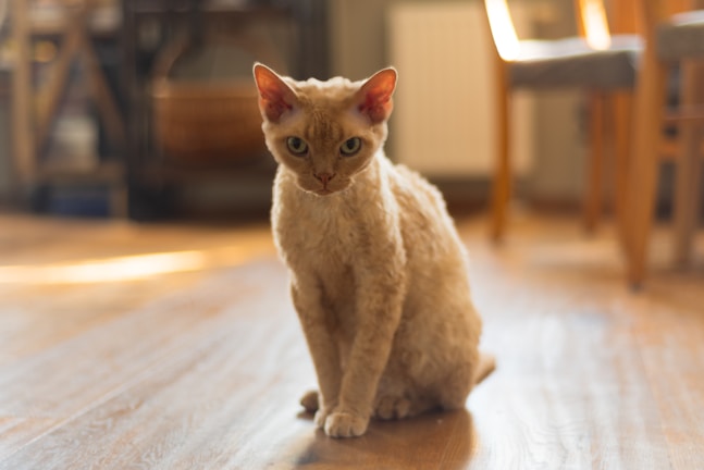 A curious cat with light-colored, curly fur sits on a wooden floor. Its large ears are perked up, and it has a focused, intense gaze. Sunlight streams through the window, casting warm highlights on the floor. The background is softly blurred, with hints of furniture indicating an indoor setting.