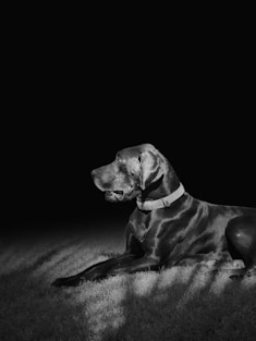 a black and white photo of a dog laying in the grass