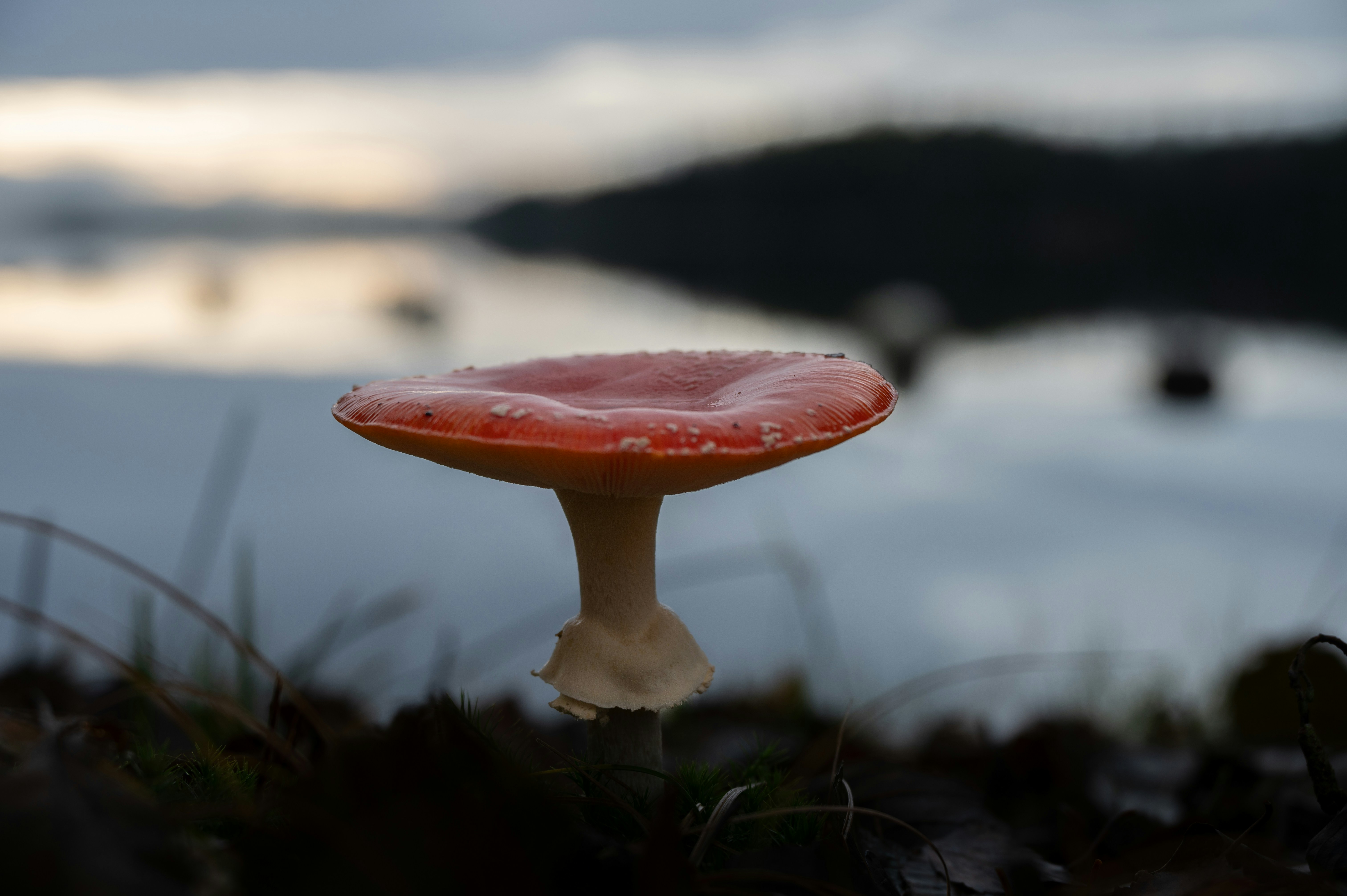 a red mushroom sitting on top of a lush green field