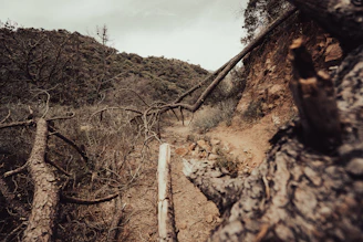 A rugged hillside being cleared by a small mulch machine surrounded by dense brush.