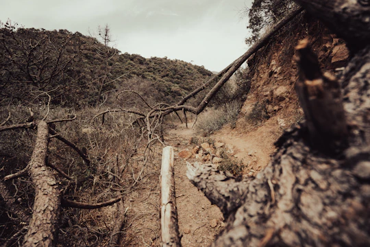 A rugged hillside being cleared by a small mulch machine surrounded by dense brush.