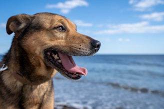 A dog enjoying a day at the beach.