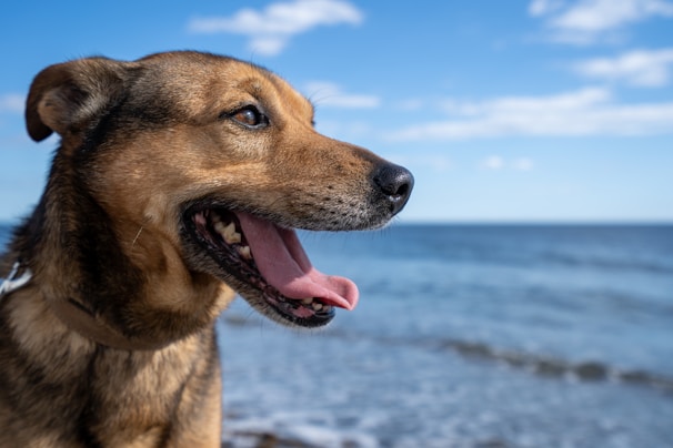 A dog enjoying a day at the beach.