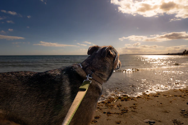 a dog standing on a beach next to the ocean