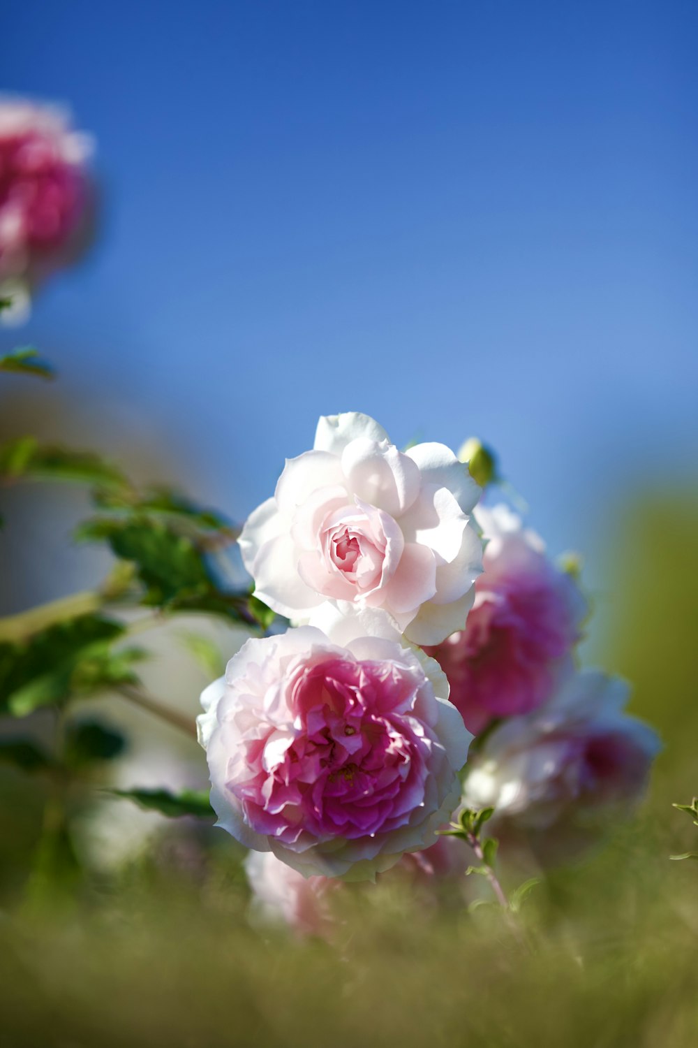 a bunch of pink and white flowers in a field