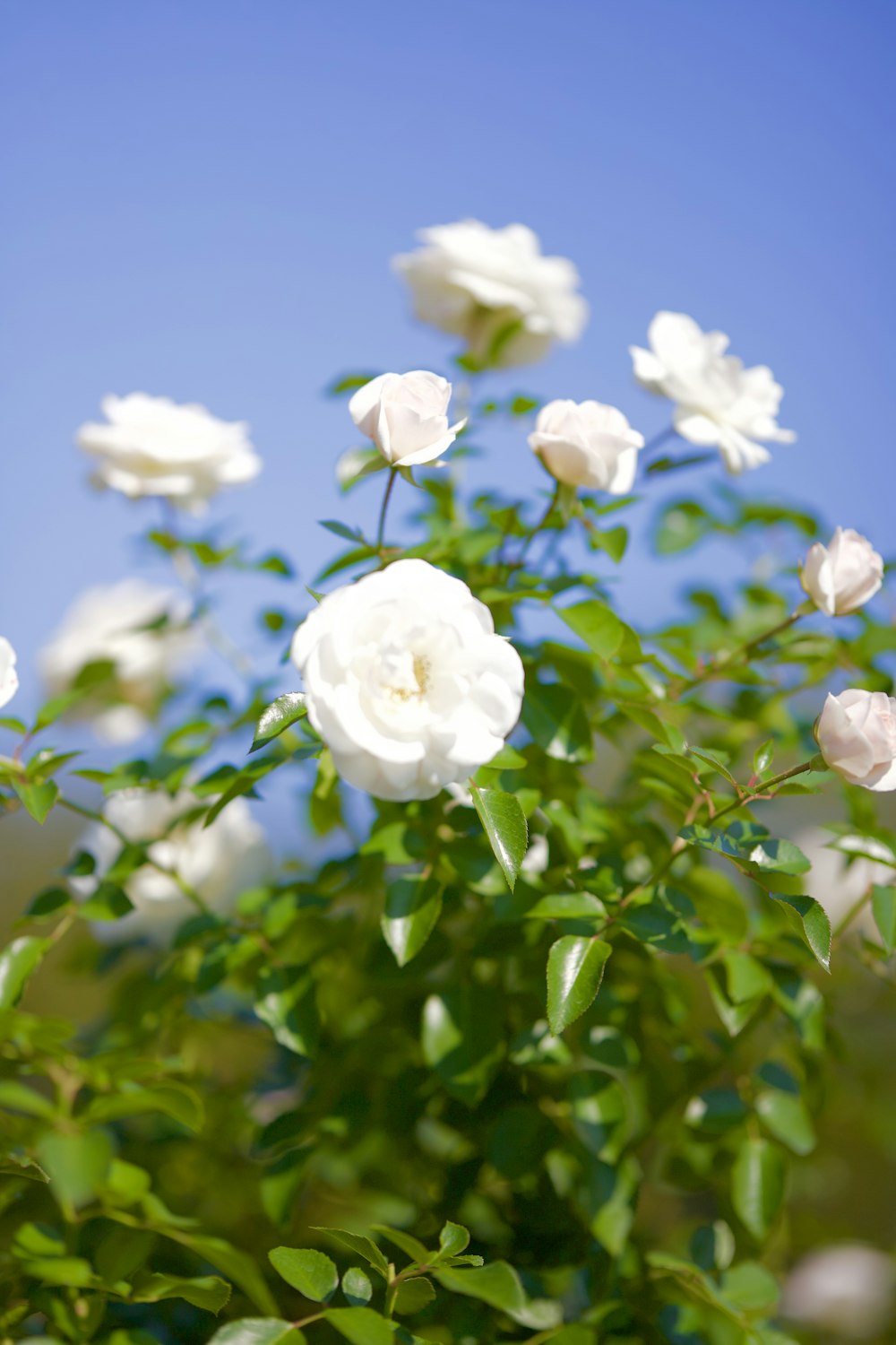 a bush of white flowers against a blue sky