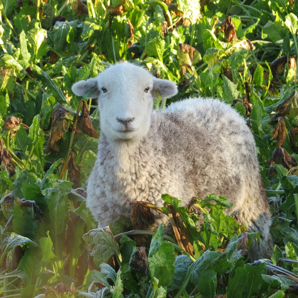 una pecora in piedi in mezzo a un campo verde lussureggiante