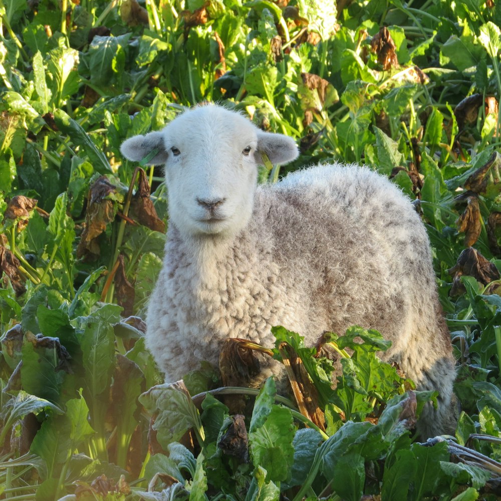 a sheep standing in the middle of a lush green field