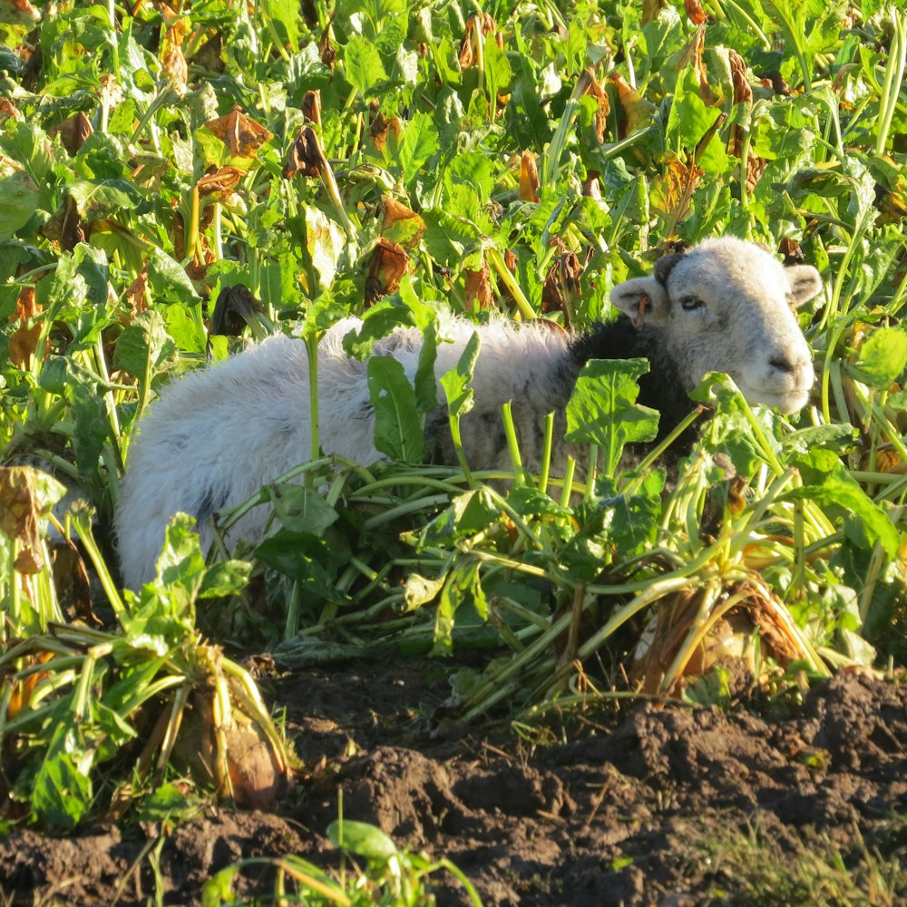 a baby goat laying in the middle of a field