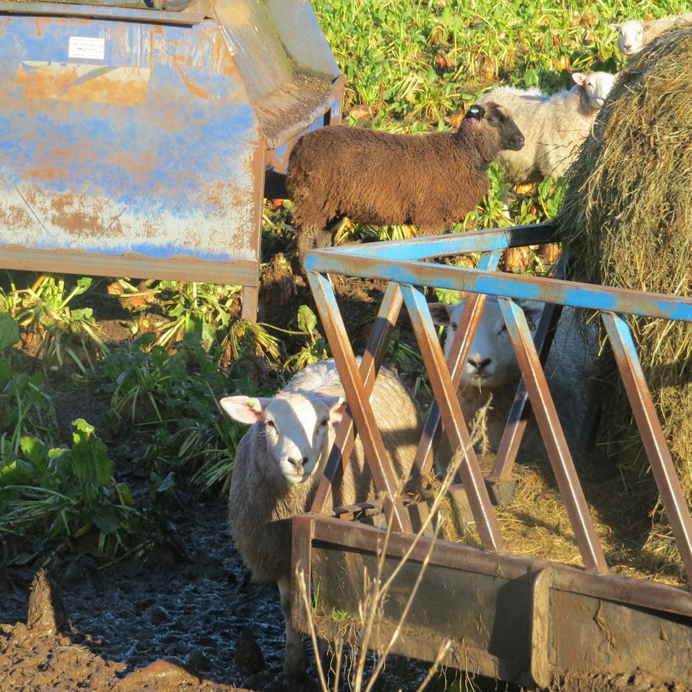 a couple of sheep standing next to a pile of hay