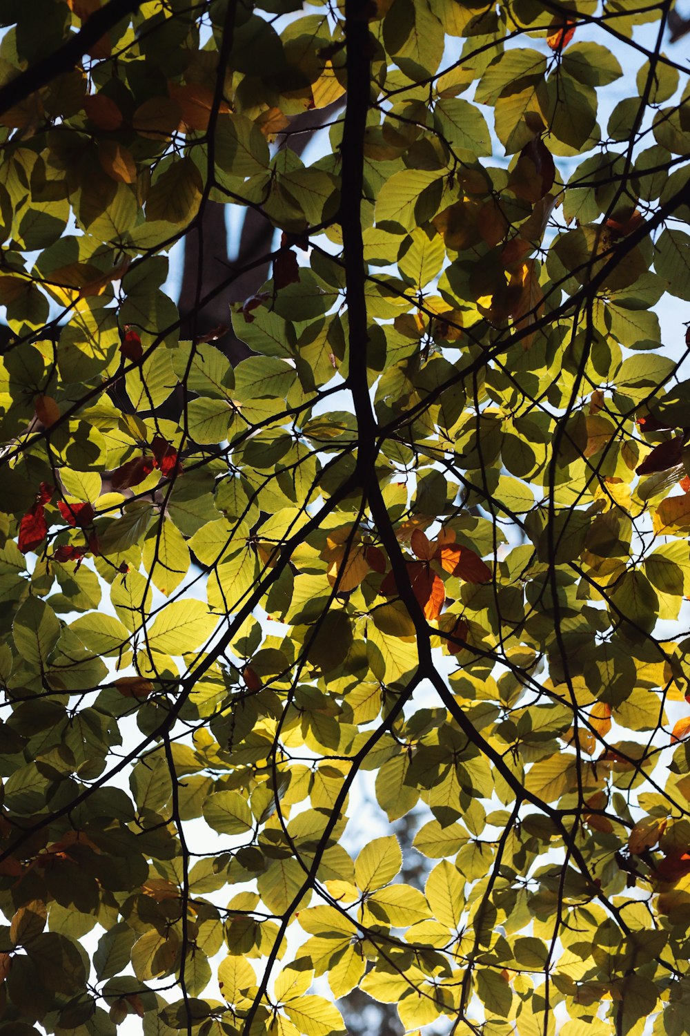 um close up de uma árvore com folhas amarelas