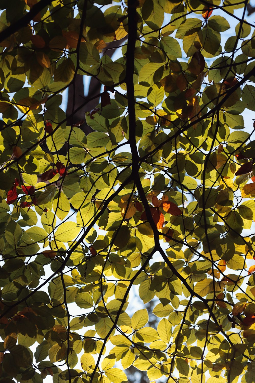 a close up of a tree with yellow leaves