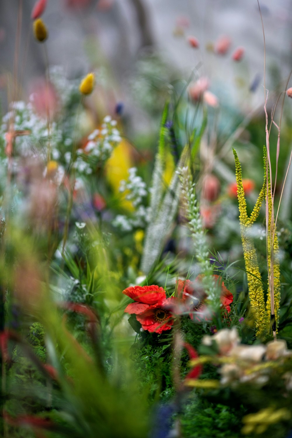 a bunch of flowers that are in the grass