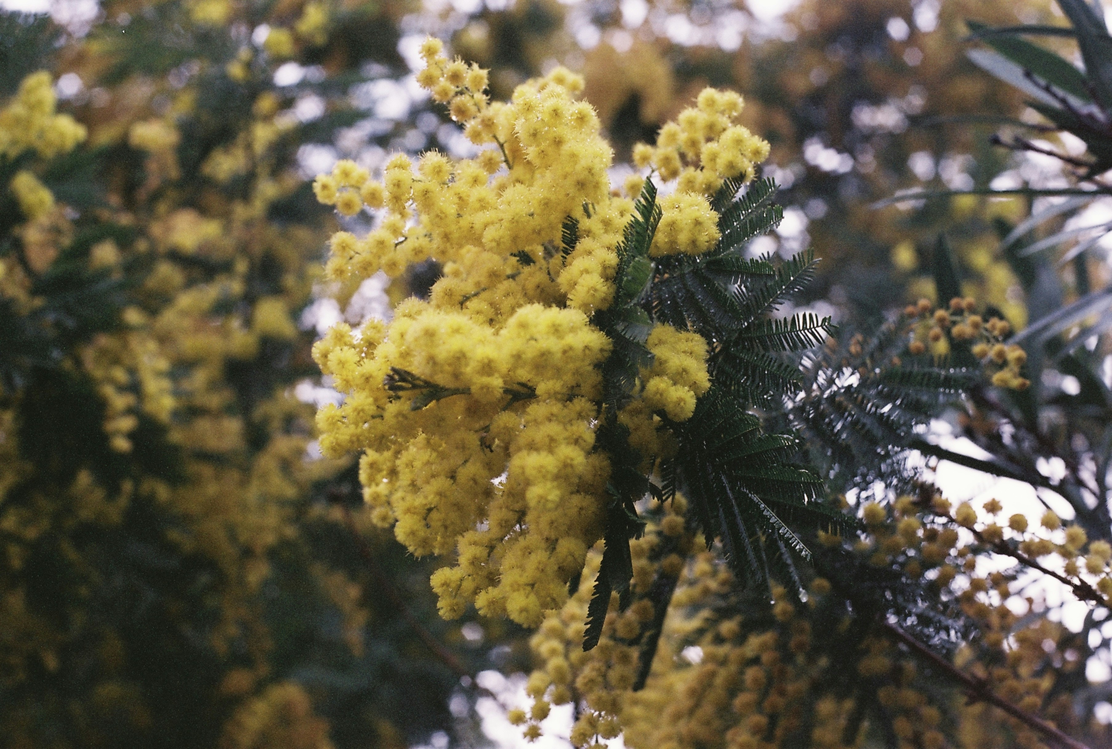 Photo by kumzara