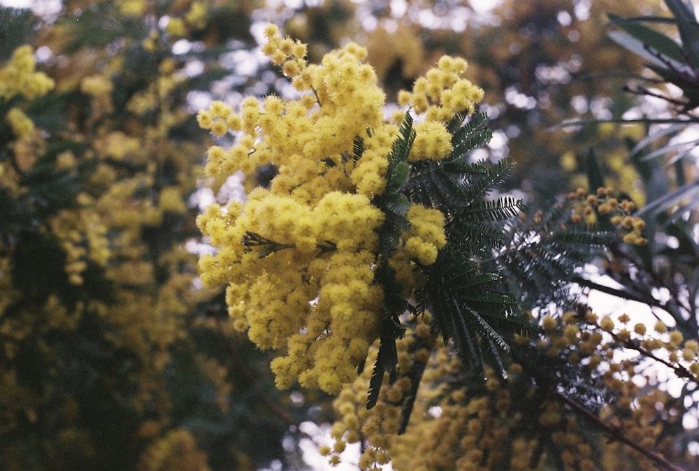 a close up of a tree with yellow flowers