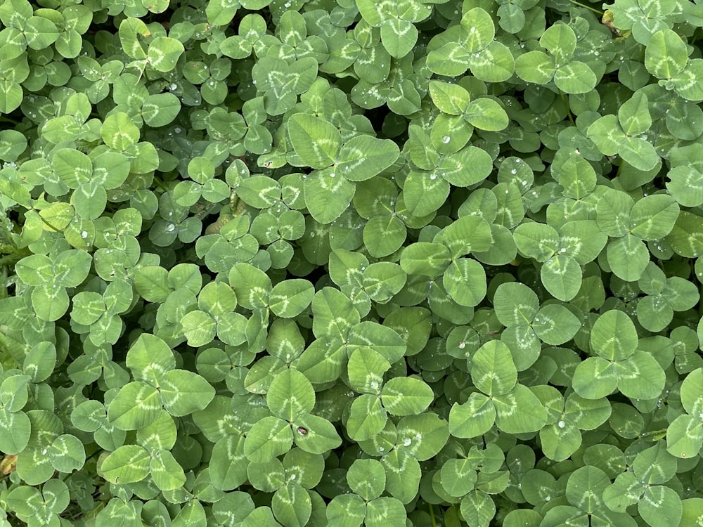 a close up of a plant with green leaves