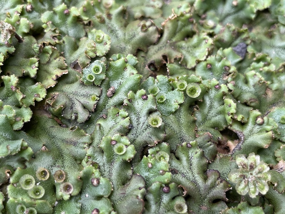 a close up of a green plant with lots of leaves