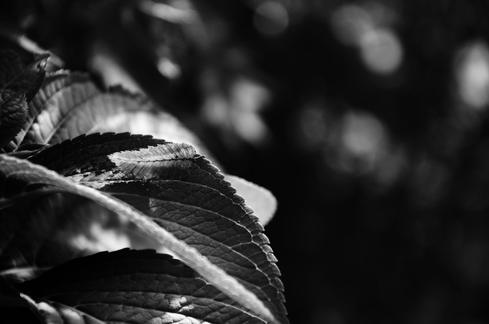 나뭇잎의 흑백 사진