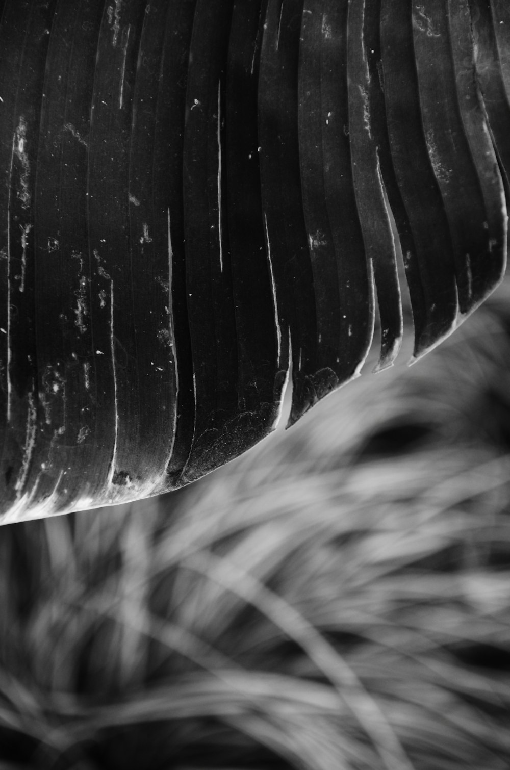 a black and white photo of a leaf