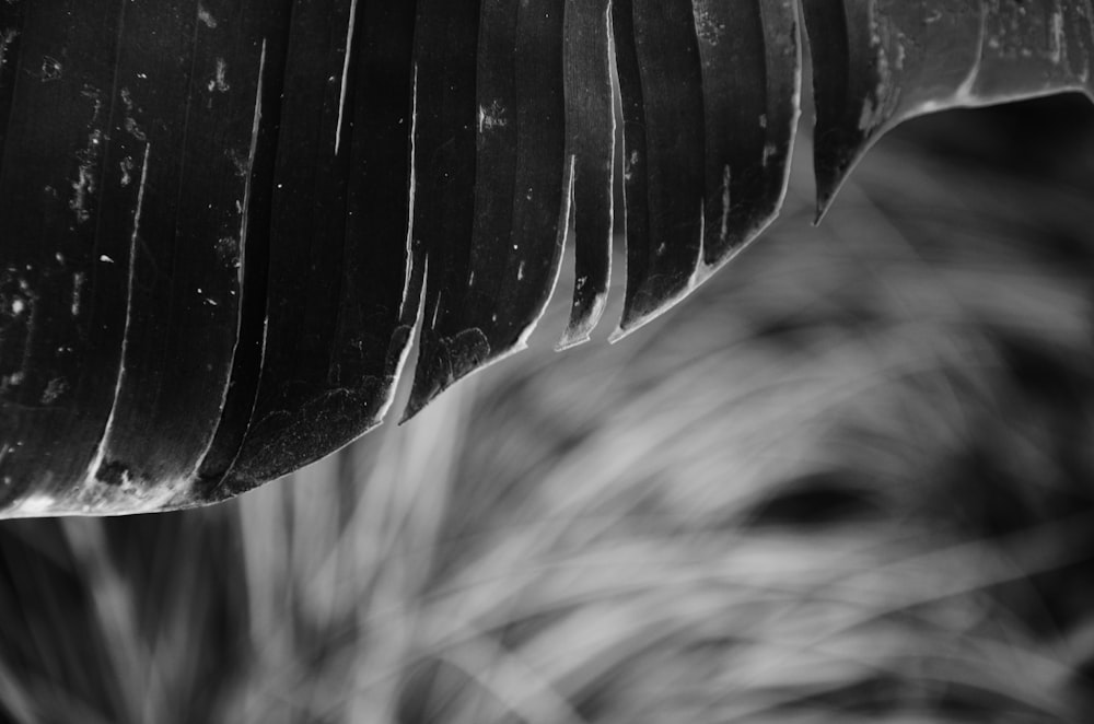 a black and white photo of a leaf