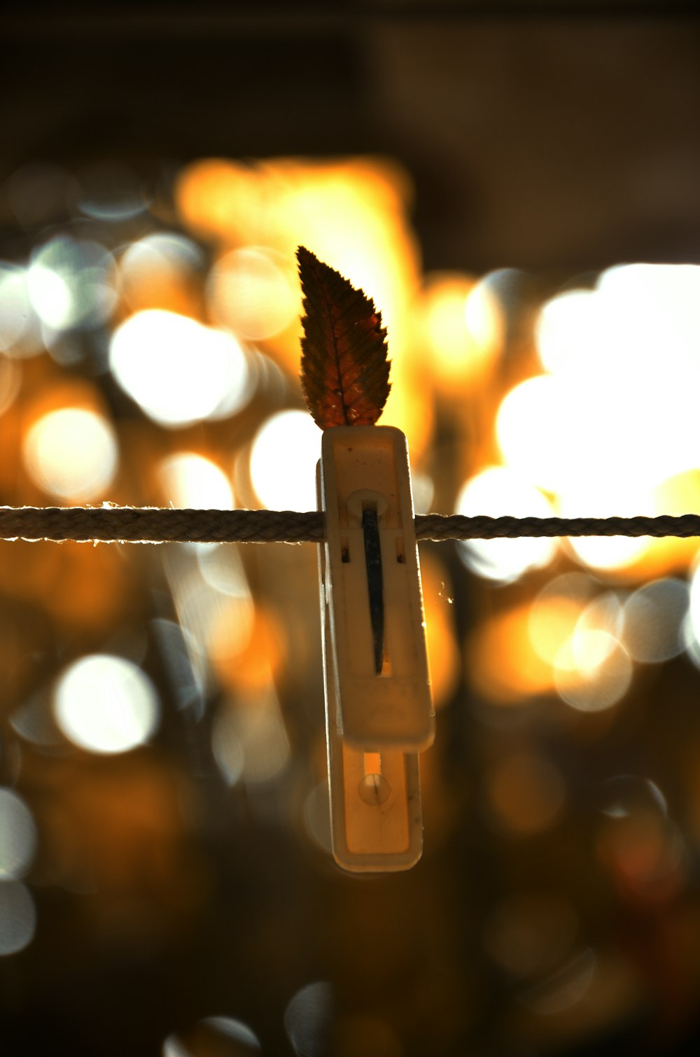 a close up of a string with a leaf on it