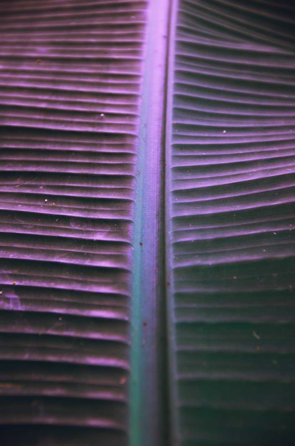 a close up of a purple and green banana leaf