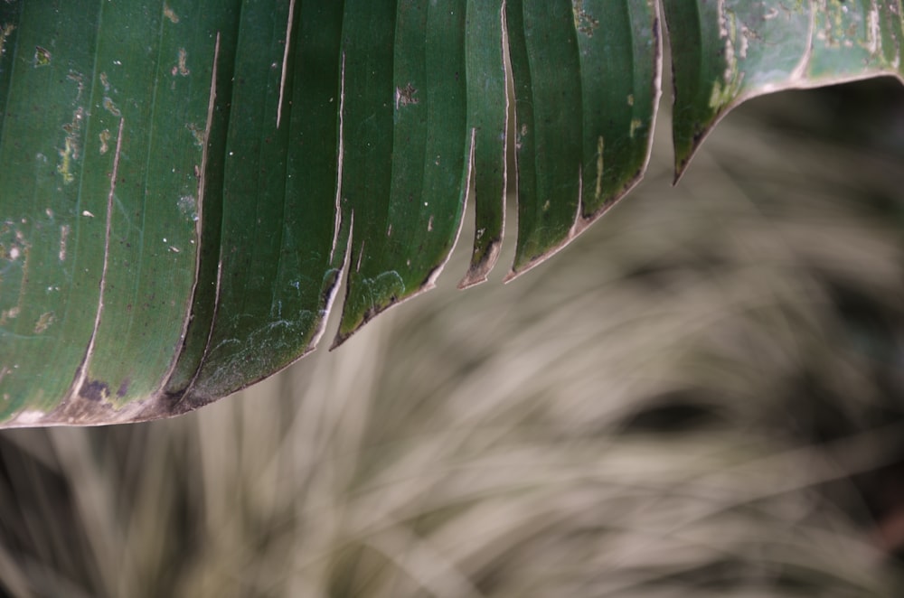 a close up of a large green leaf