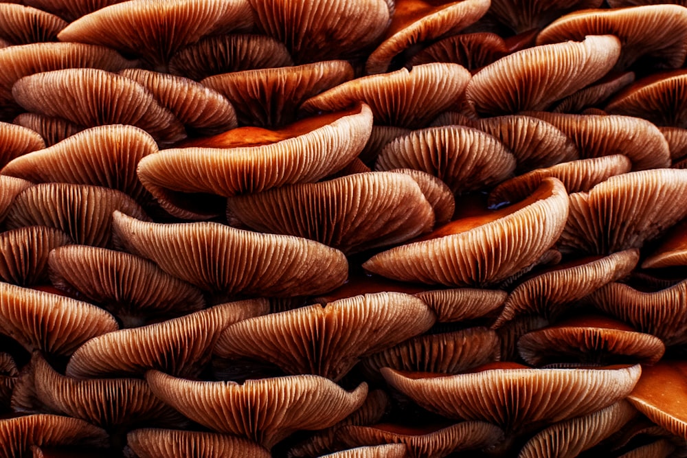 a close up of a bunch of mushrooms