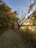 A peaceful nature trail is lined with tall trees showing autumn foliage, with colors ranging from green to golden yellow. The pathway is covered in fallen leaves and leads towards a picturesque sunset over a serene body of water. Bare branches from a tree on the right contrast against the vibrant backdrop.
