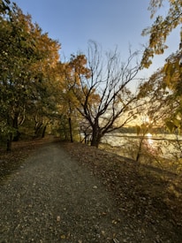 A peaceful nature trail is lined with tall trees showing autumn foliage, with colors ranging from green to golden yellow. The pathway is covered in fallen leaves and leads towards a picturesque sunset over a serene body of water. Bare branches from a tree on the right contrast against the vibrant backdrop.