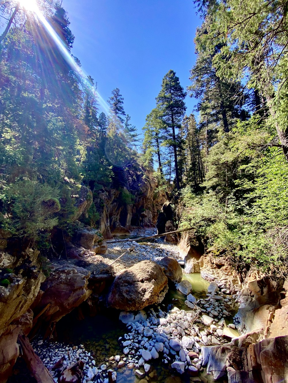 a river running through a forest filled with lots of trees