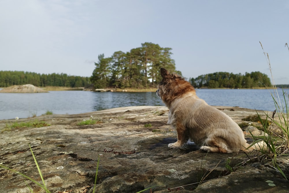um cachorro sentado em uma rocha perto de um corpo de água