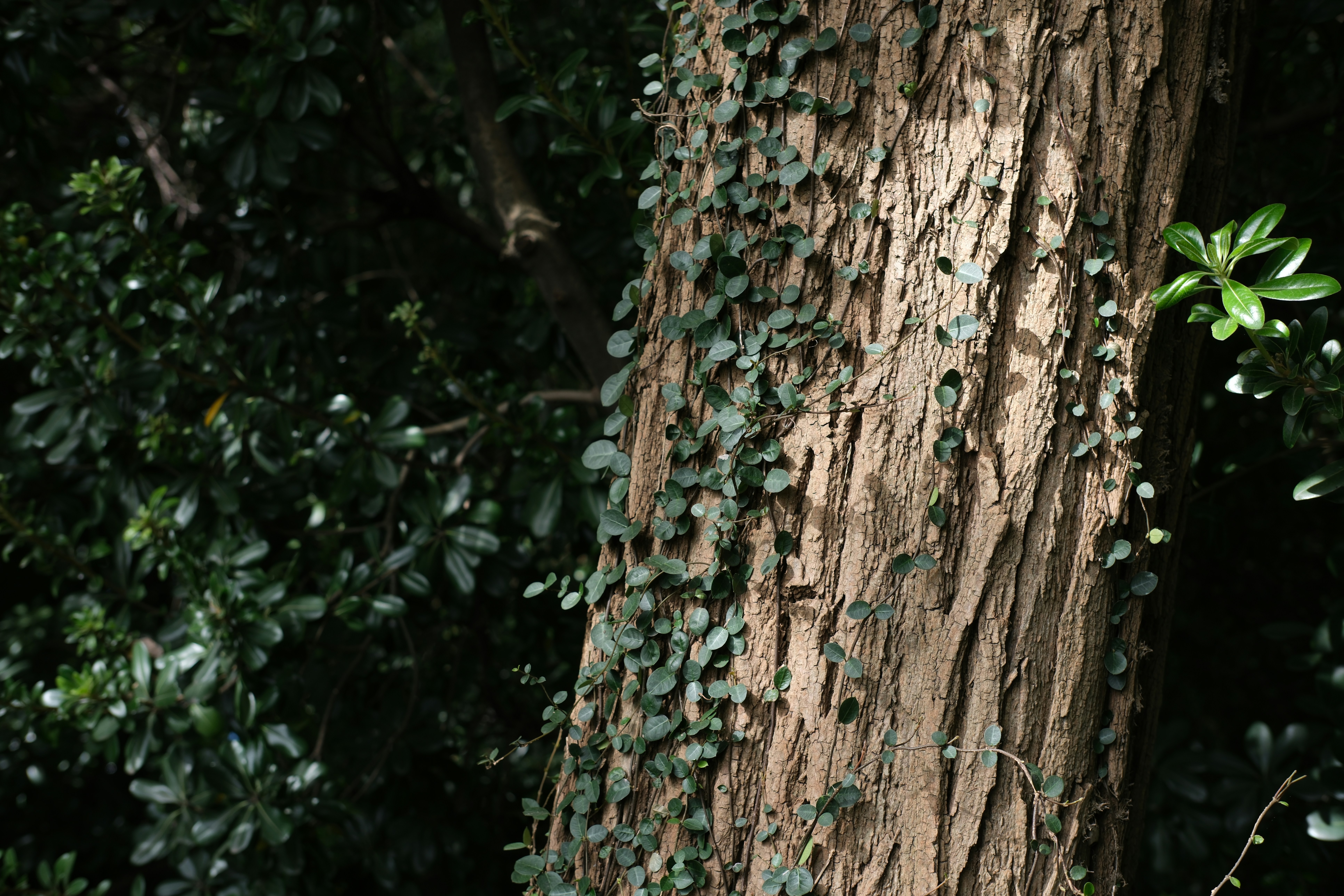 a tree with vines growing on it's bark