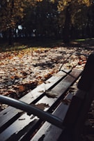 A quiet park bench under autumn leaves, evoking reflection and healing.