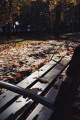 A quiet park bench under autumn leaves, inviting contemplation.