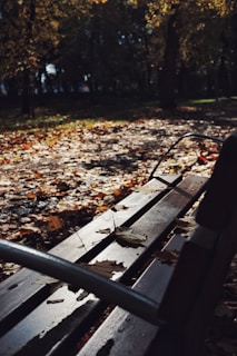 A quiet park bench with an open novel and autumn leaves scattered around