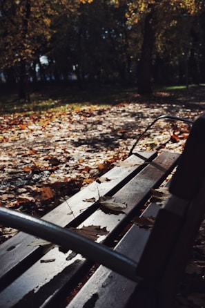 A peaceful park bench under autumn trees, perfect for quiet reflection and writing.