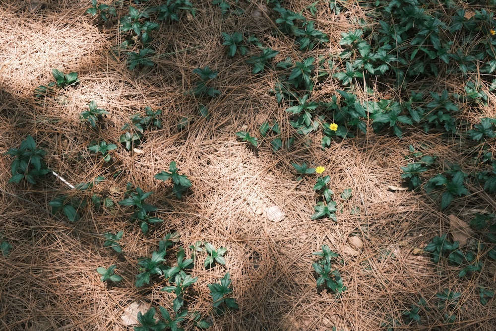 a bunch of plants that are growing in the dirt