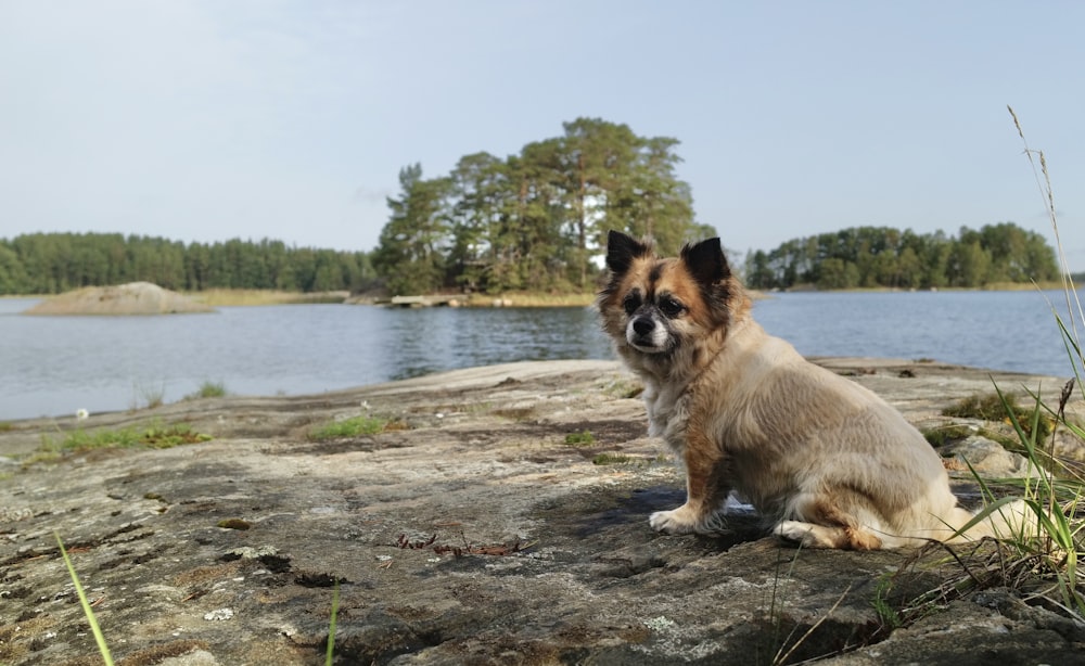 a dog sitting on a rock near a body of water
