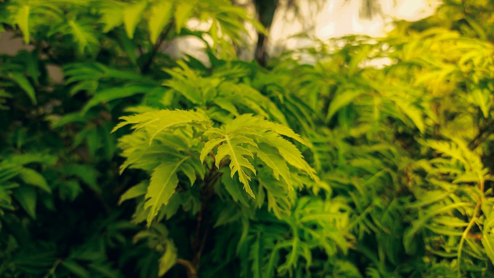 a close up of a green plant with lots of leaves