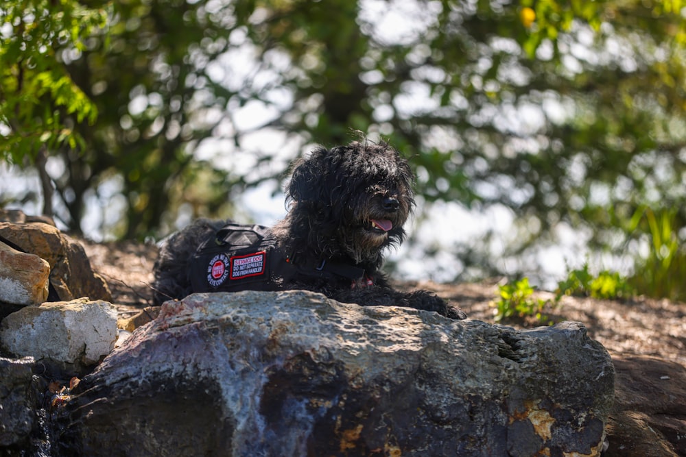 a black dog laying on top of a rock