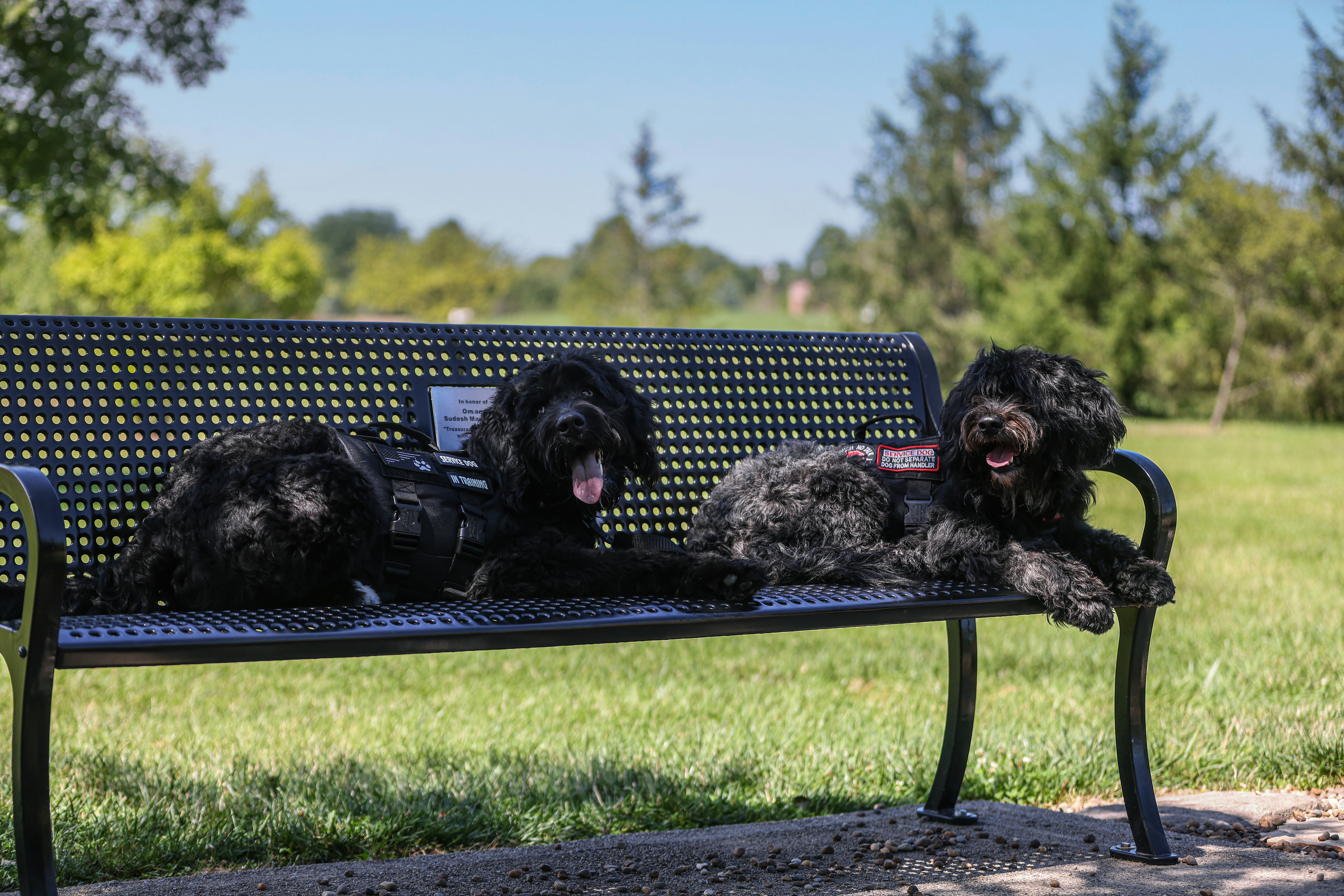 Enroll Now in Socialization Classes for Puppies