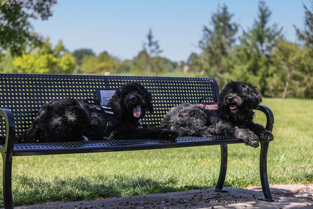 three black dogs sitting on a bench in a park