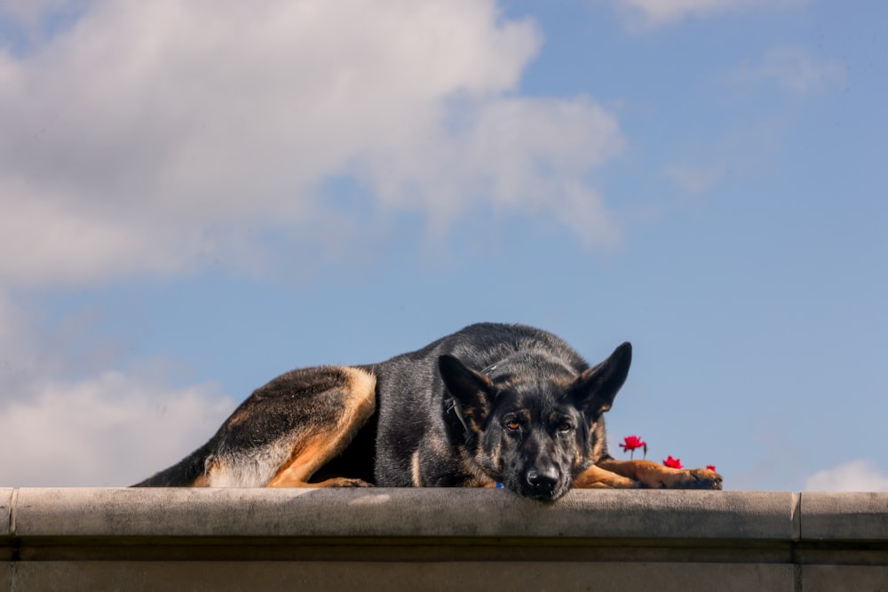 un chien couché sur un mur de ciment
