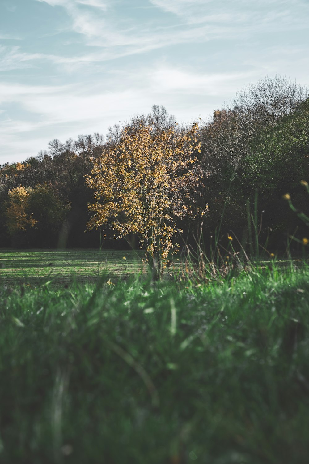 a grassy field with trees in the background