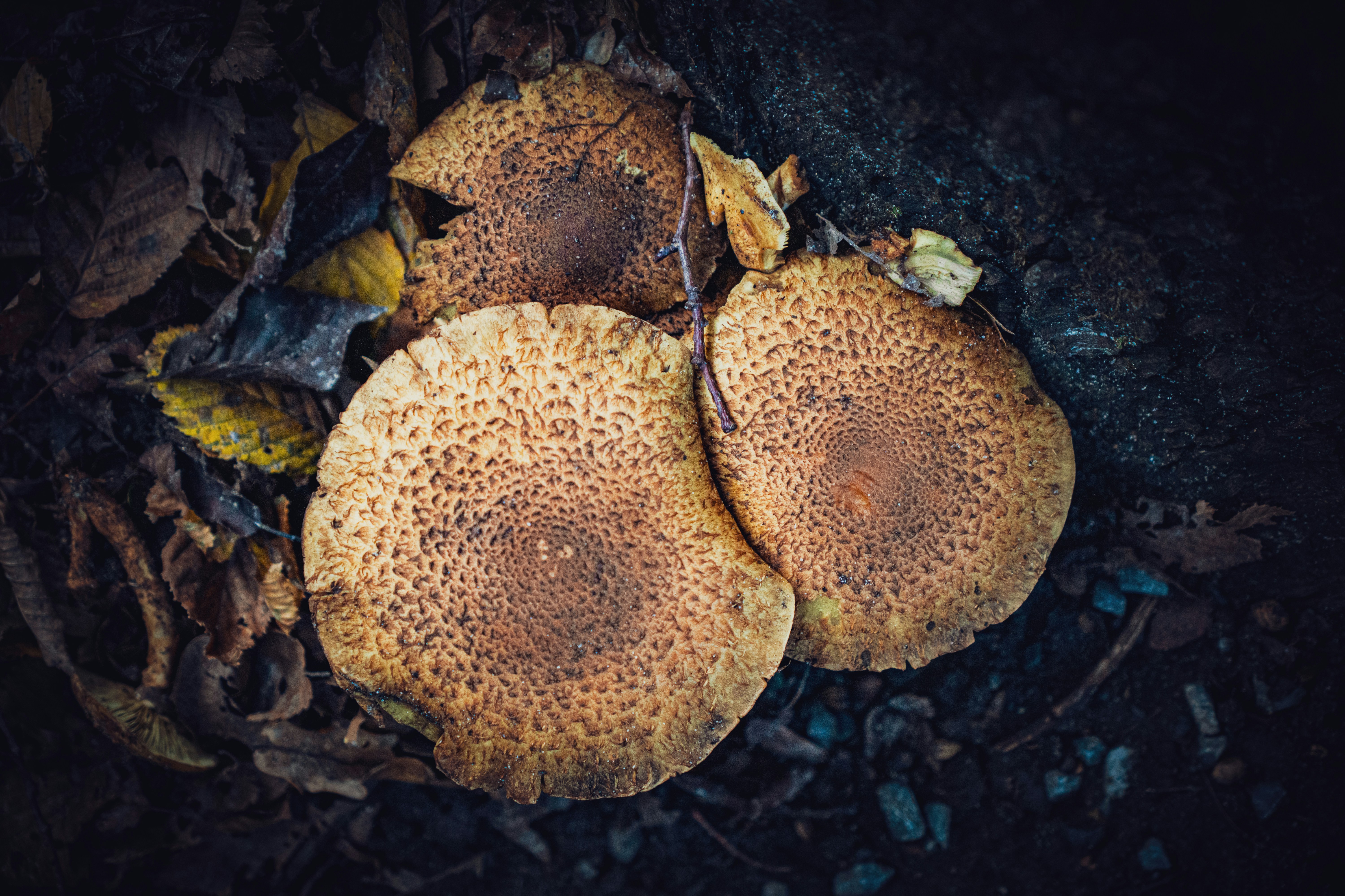 Photo by robertschwarz