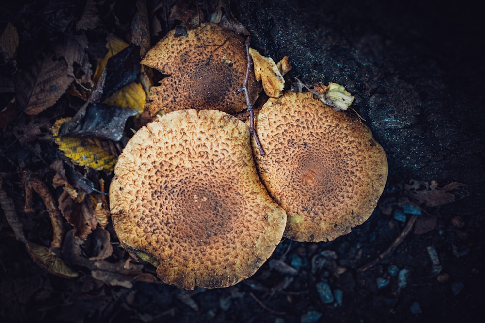 a couple of mushrooms that are on the ground